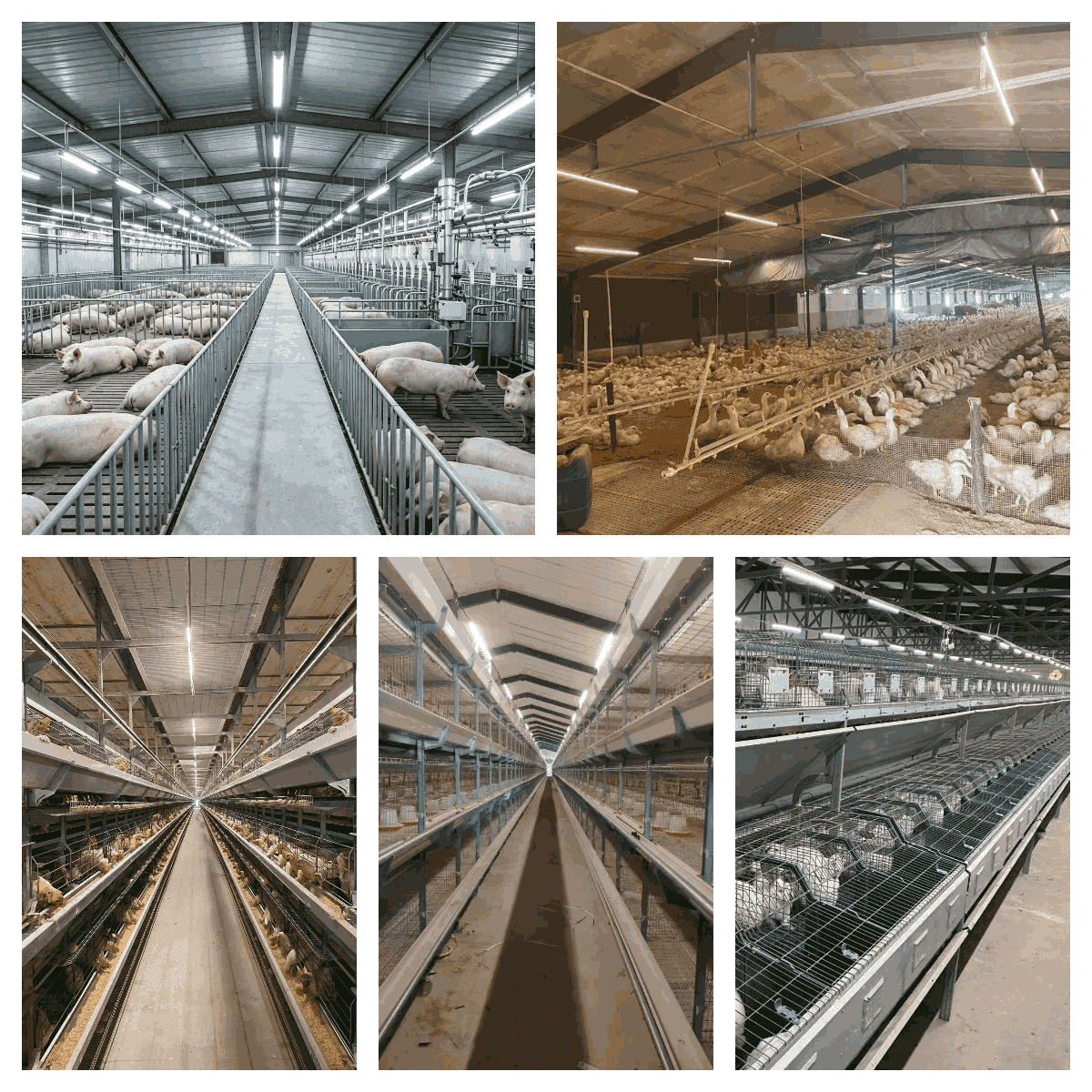 Poultry House Light Control System — Touch Panel specifications