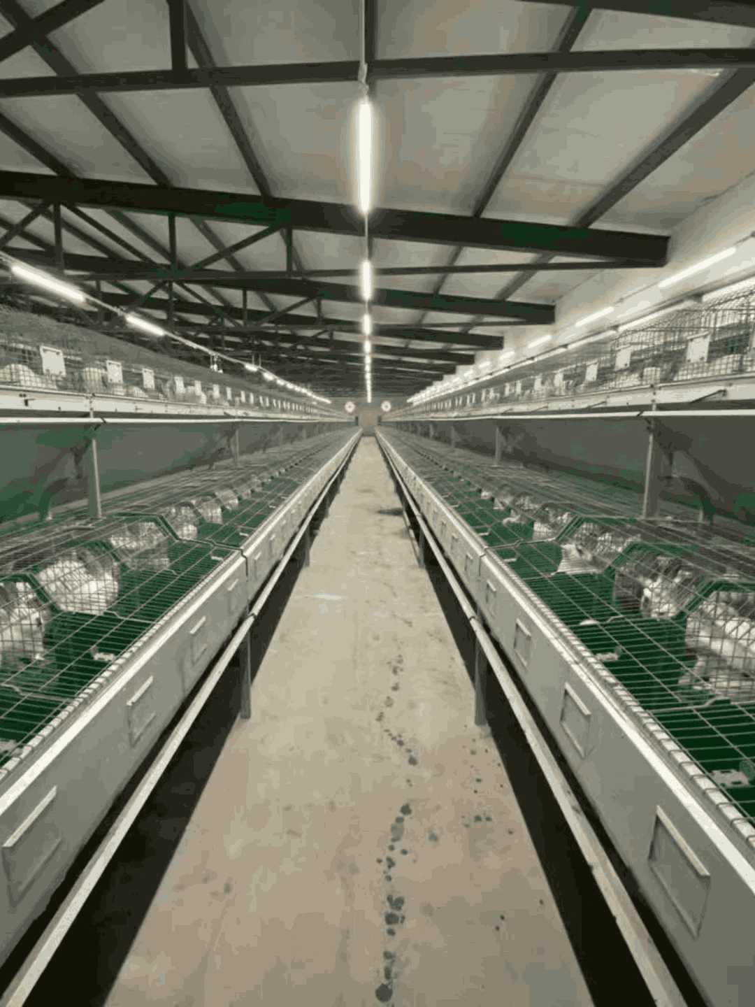 Dimmable LED Lighting for Pig Farm — ADC220V key performance