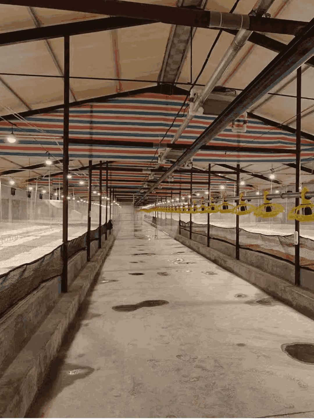 LED Bulb for Chicken Farm — PLCD Dimming key performance