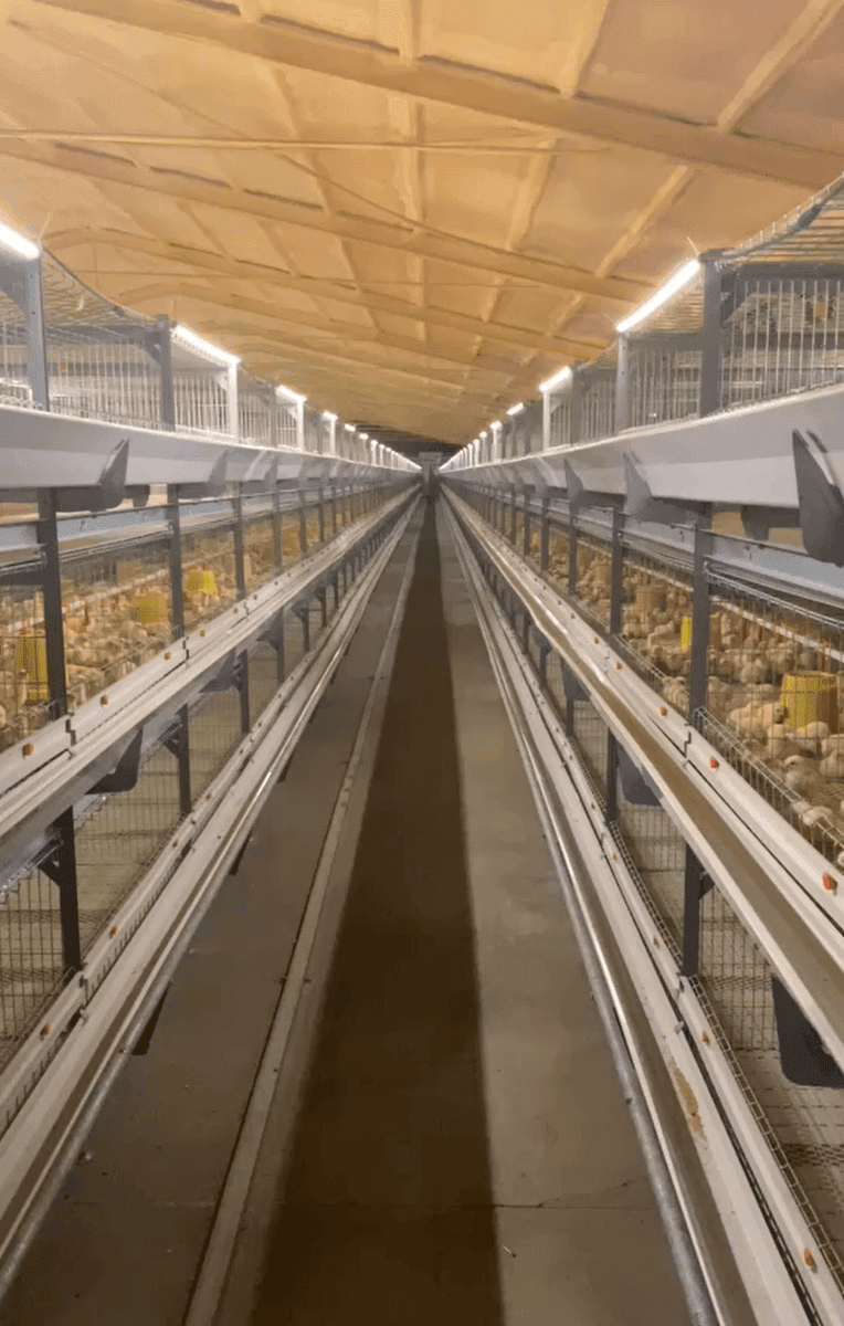 T5 LED Tube for Poultry Farm — PWM Dimming specifications