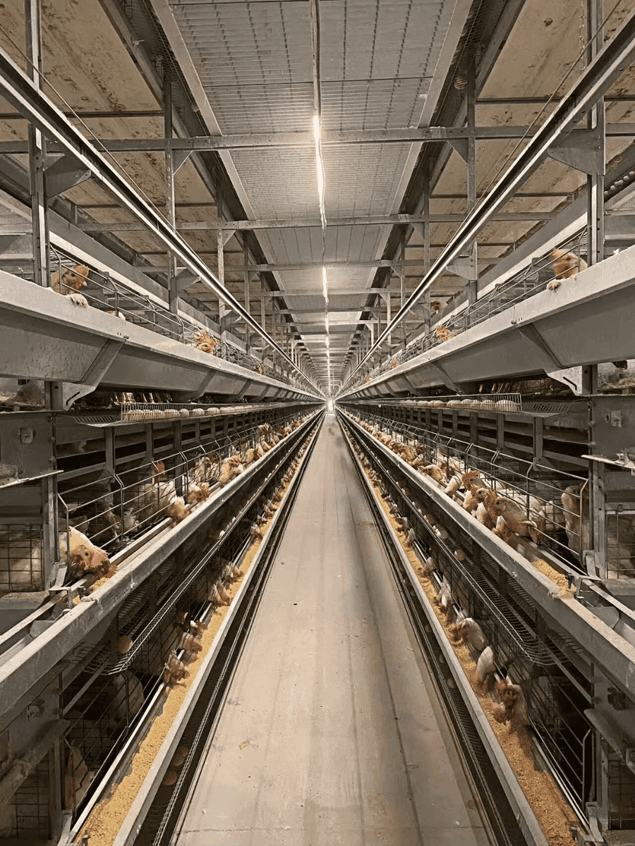 T5 LED Tube for Poultry Farm — PLCD Dimming key performance