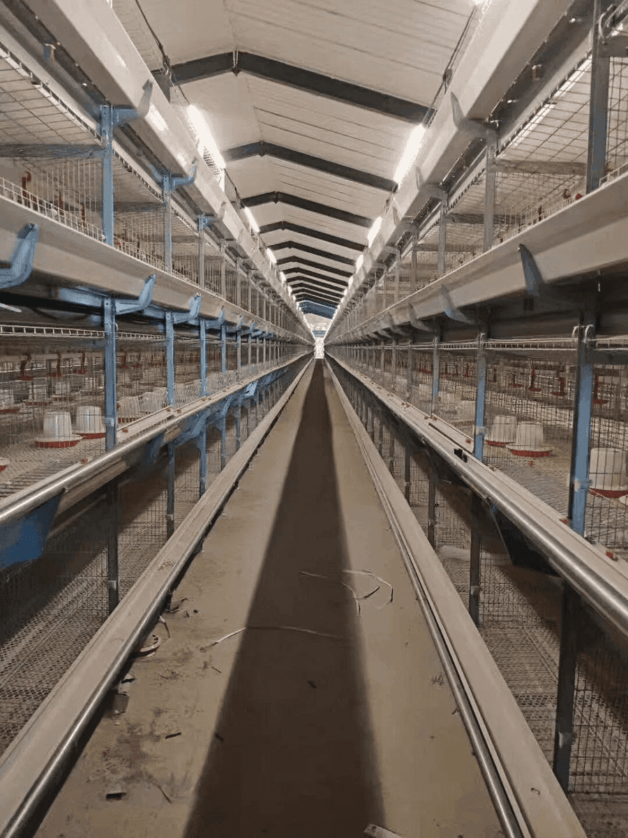 T5 LED Tube for Poultry Farm — PLCD Dimming specifications