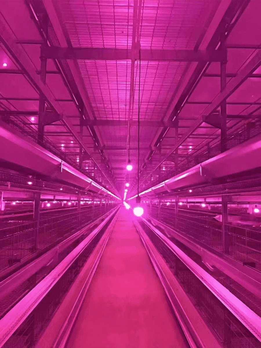 T5 LED Tube for Chicken House — Dual-Color Dimming key performance