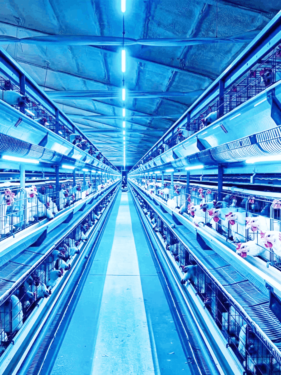 T5 LED Tube for Chicken House — Dual-Color Dimming specifications